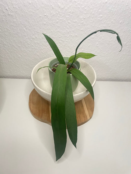 Anthurium Vittarifolium