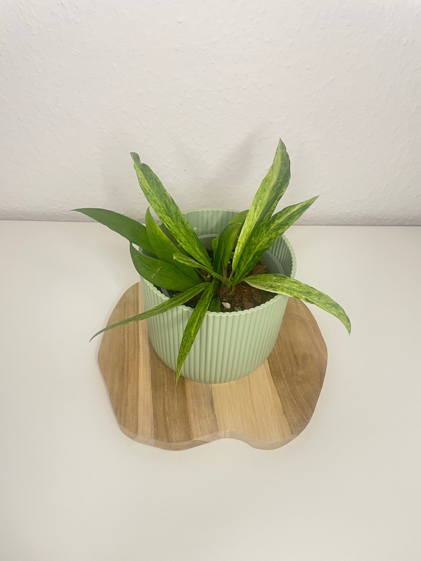 Anthurium Vittarifolium Variegata