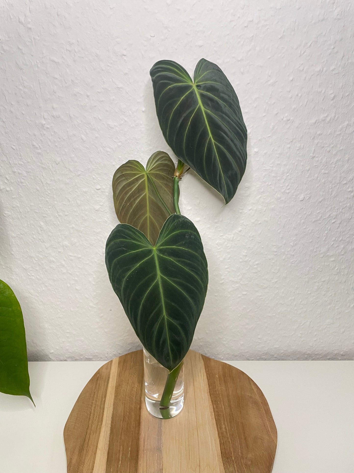 Philodendron Splendid