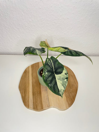 Alocasia Dragon Scale Albo