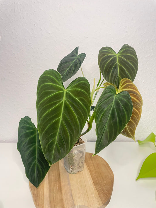 Philodendron Splendid