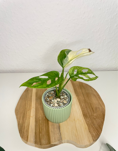 Monstera Adansonii Variegata