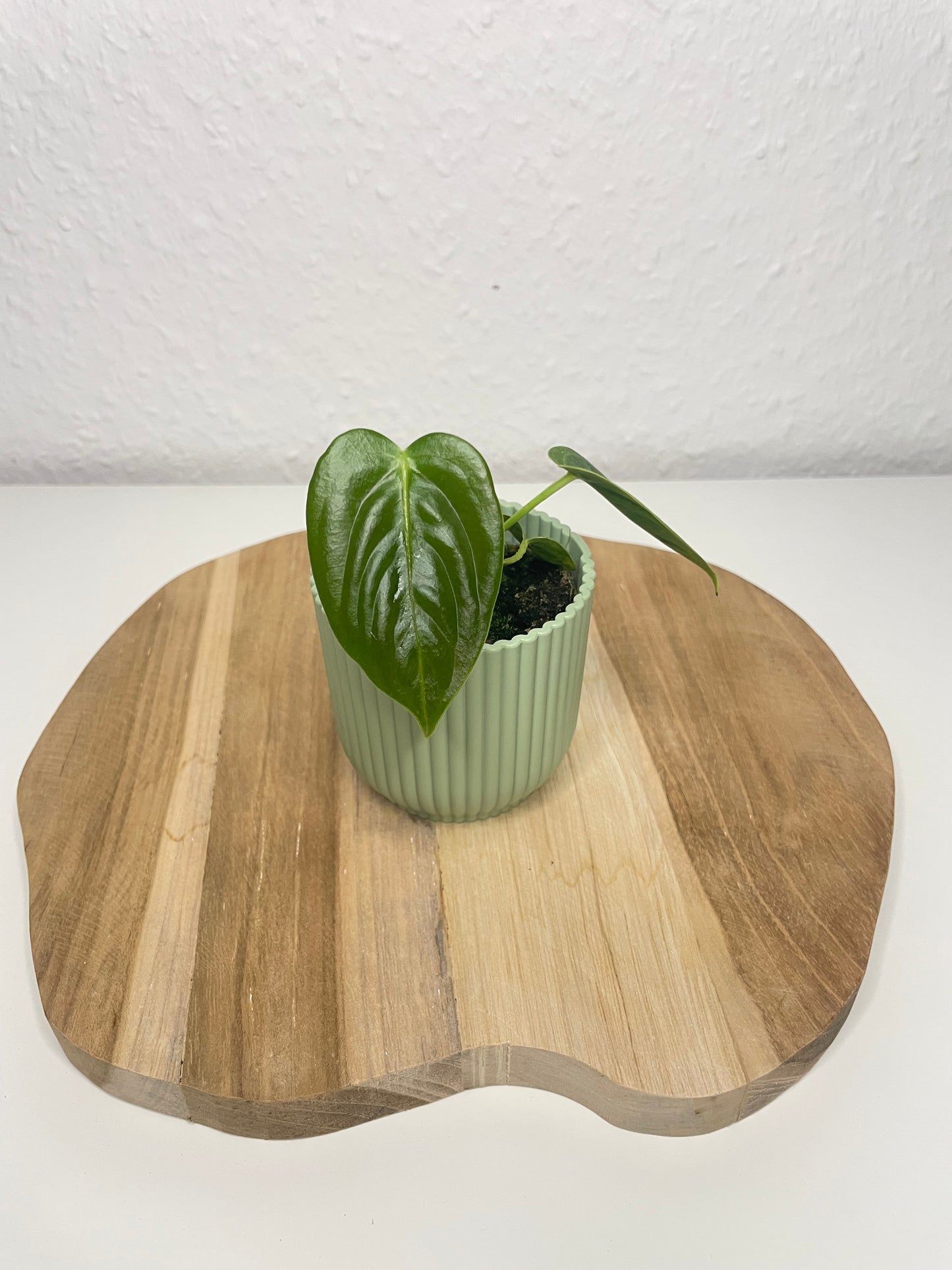 Anthurium Veitchii
