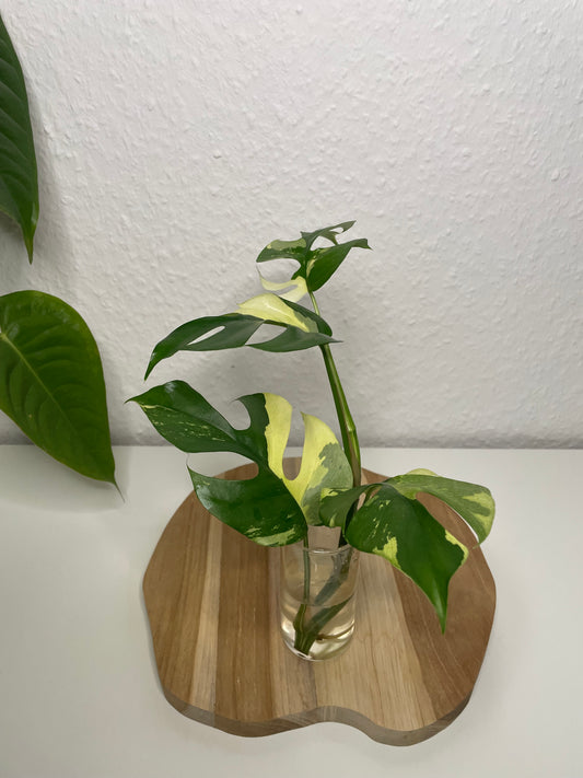 Rhaphidophora Tetrasperma Variegata