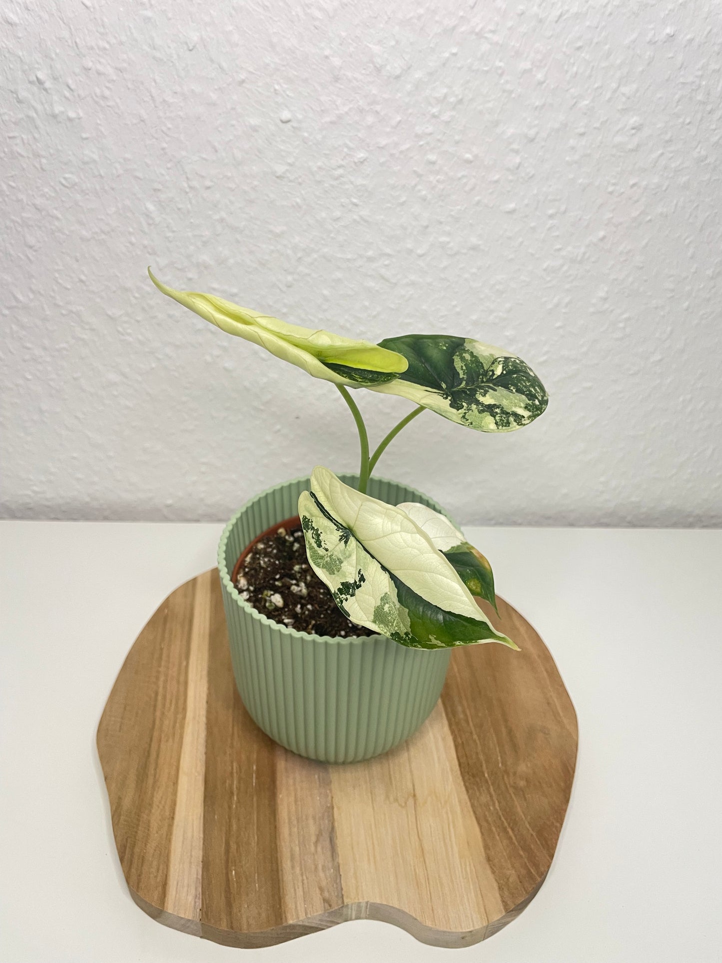 Alocasia Dragon Scale Albo
