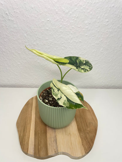 Alocasia Dragon Scale Albo