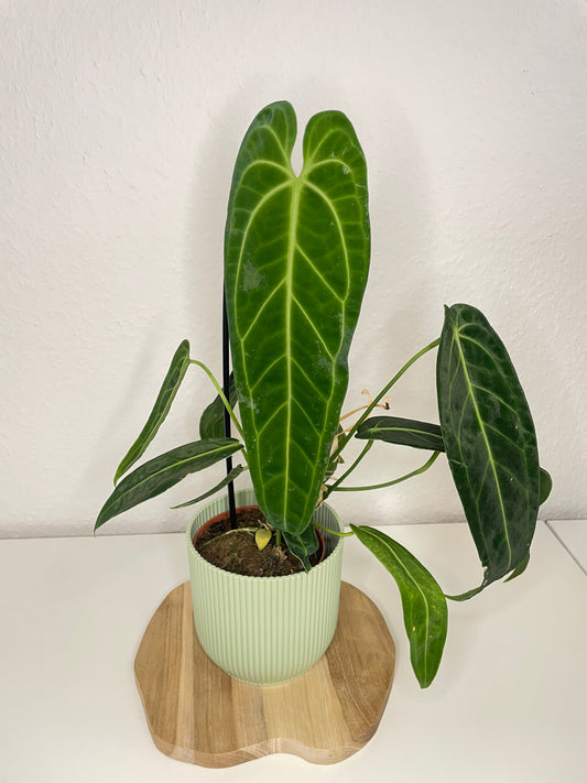 Anthurium Warocqueanum