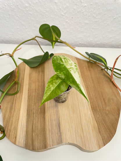 Alocasia Nairobi Nights Variegata
