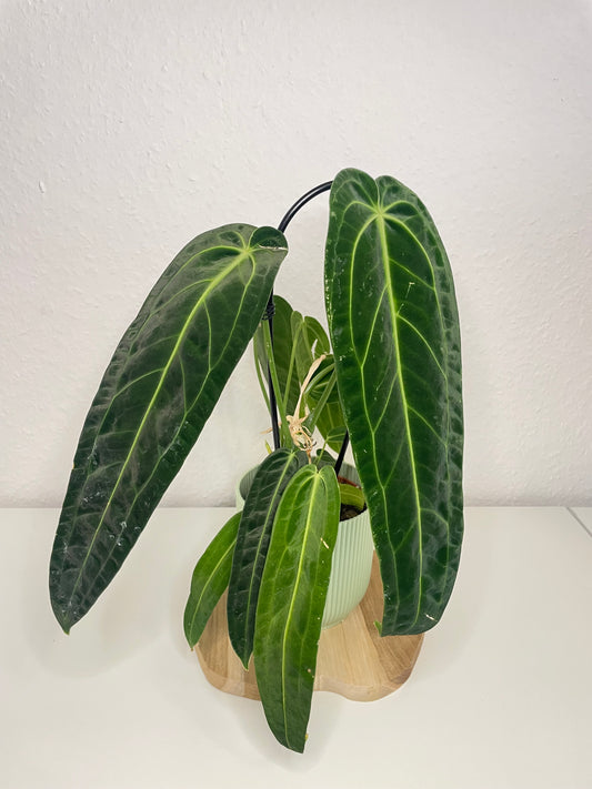 Anthurium Warocqueanum