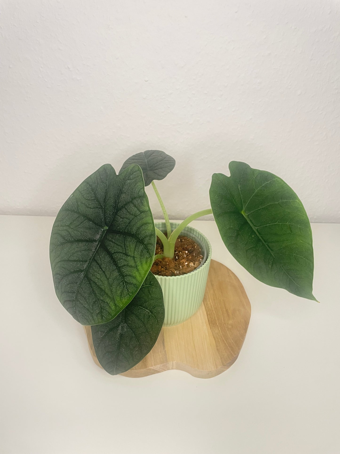 Alocasia Melo