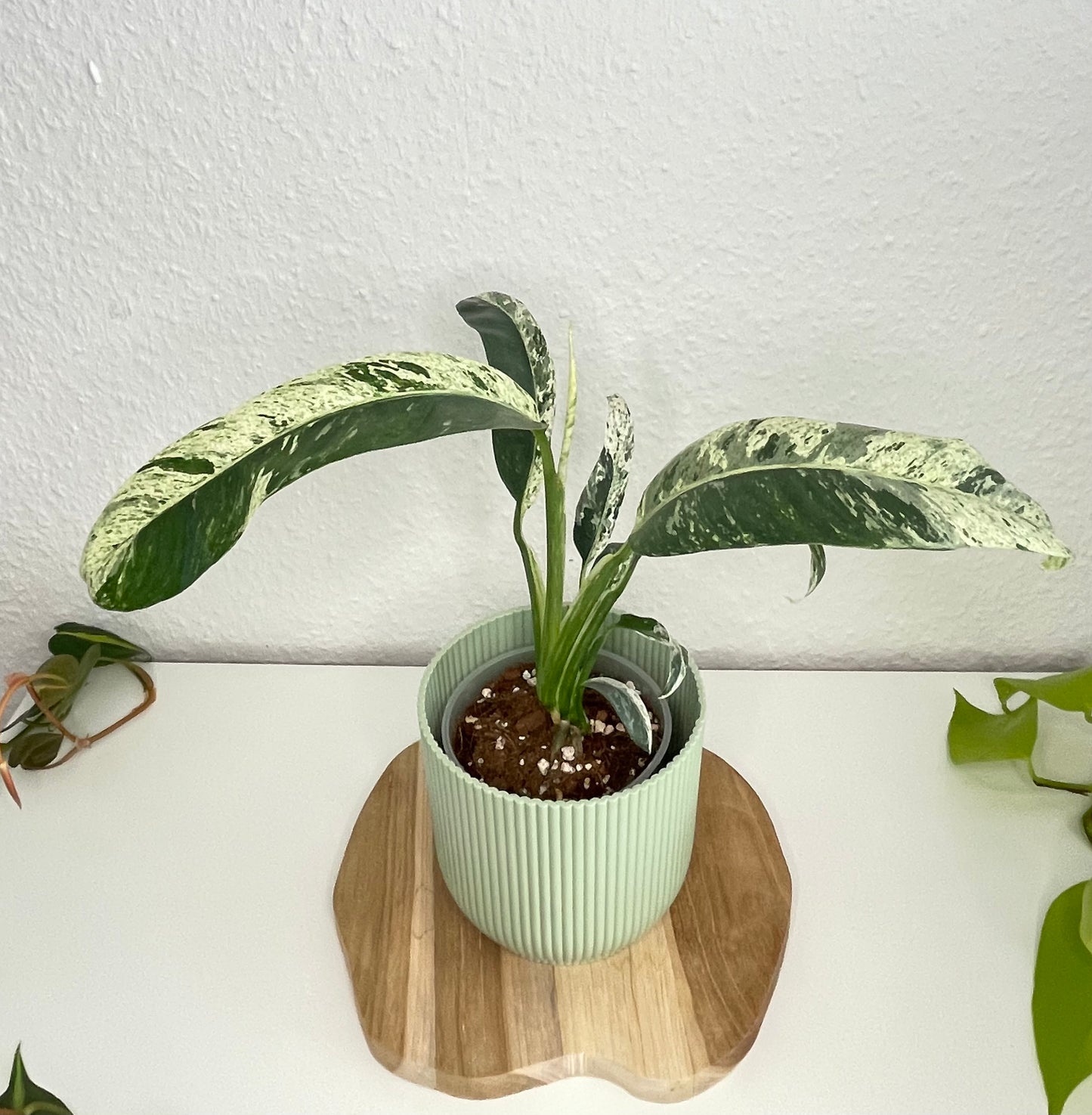 Epipremnum Giganteum Variegata