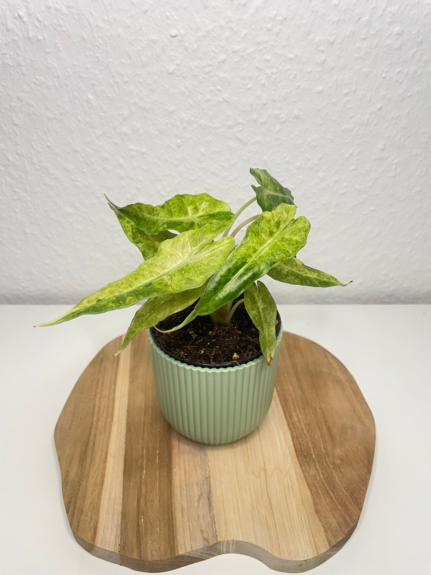 Alocasia Polly Variegata Aurea