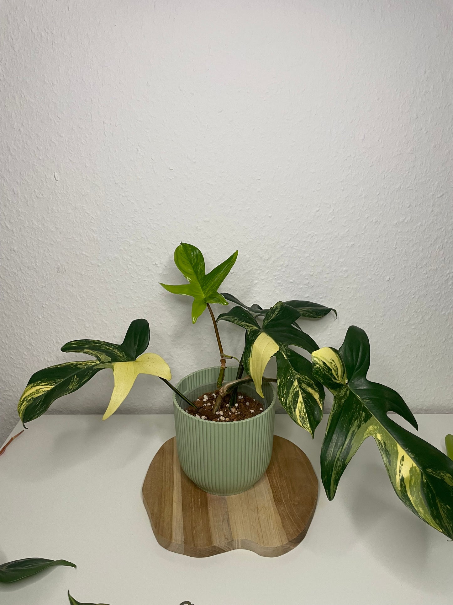 Philodendron Florida Beauty