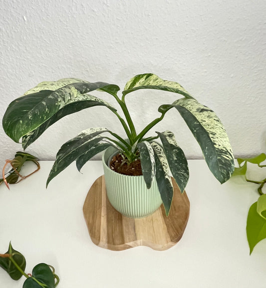 Epipremnum Giganteum Variegata