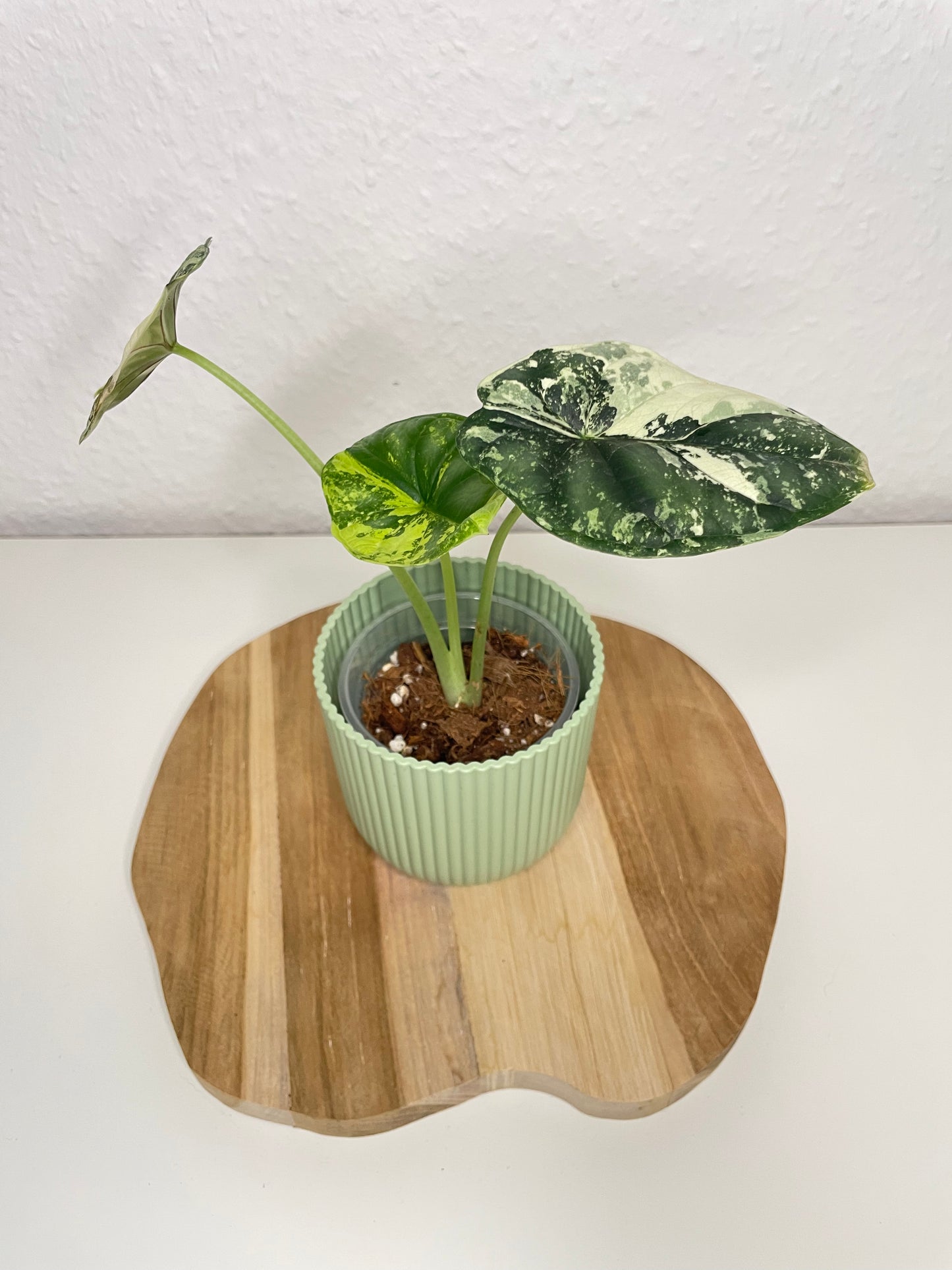 Alocasia Dragon Scale Albo