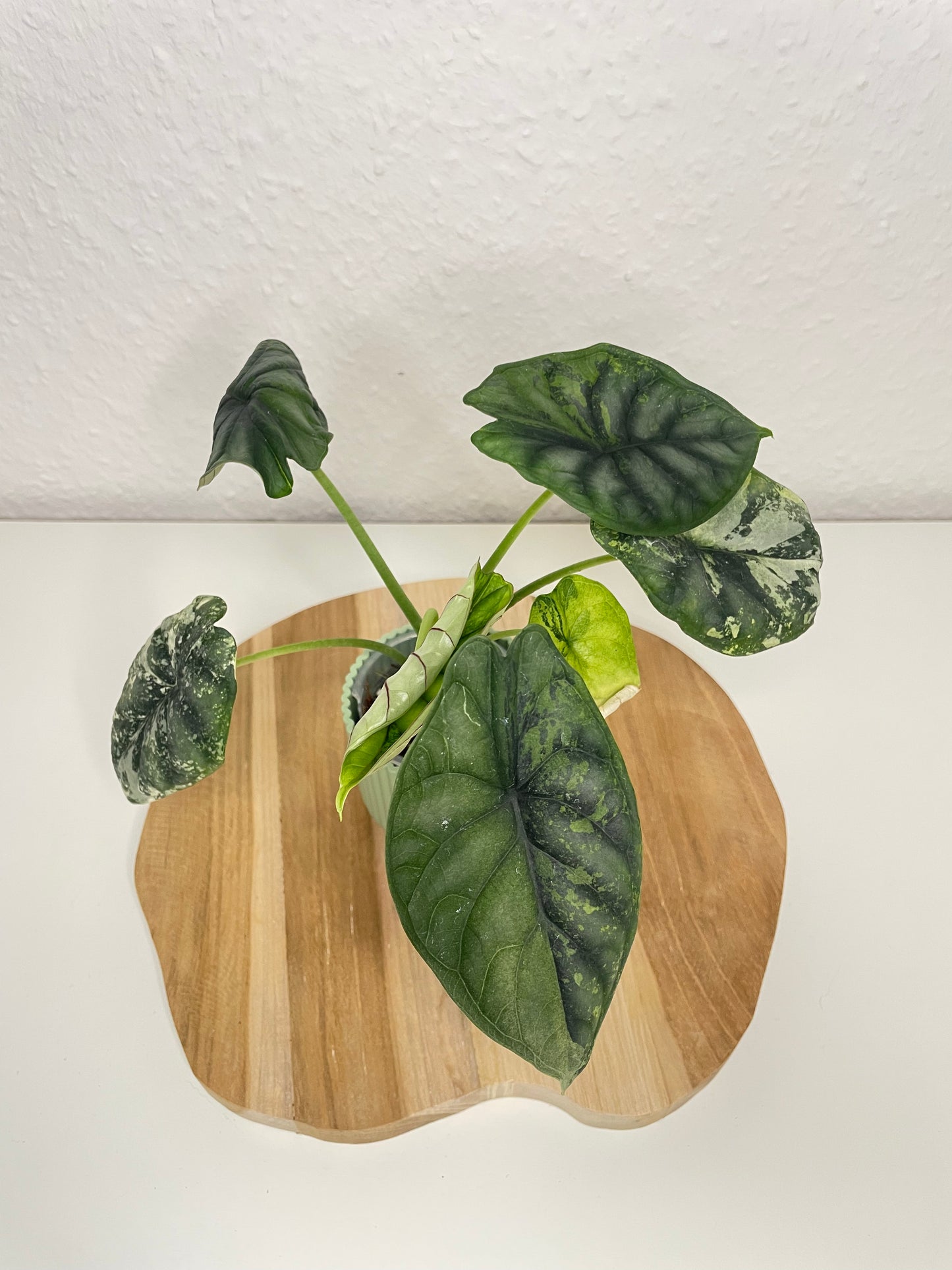 Alocasia Dragon Scale Albo