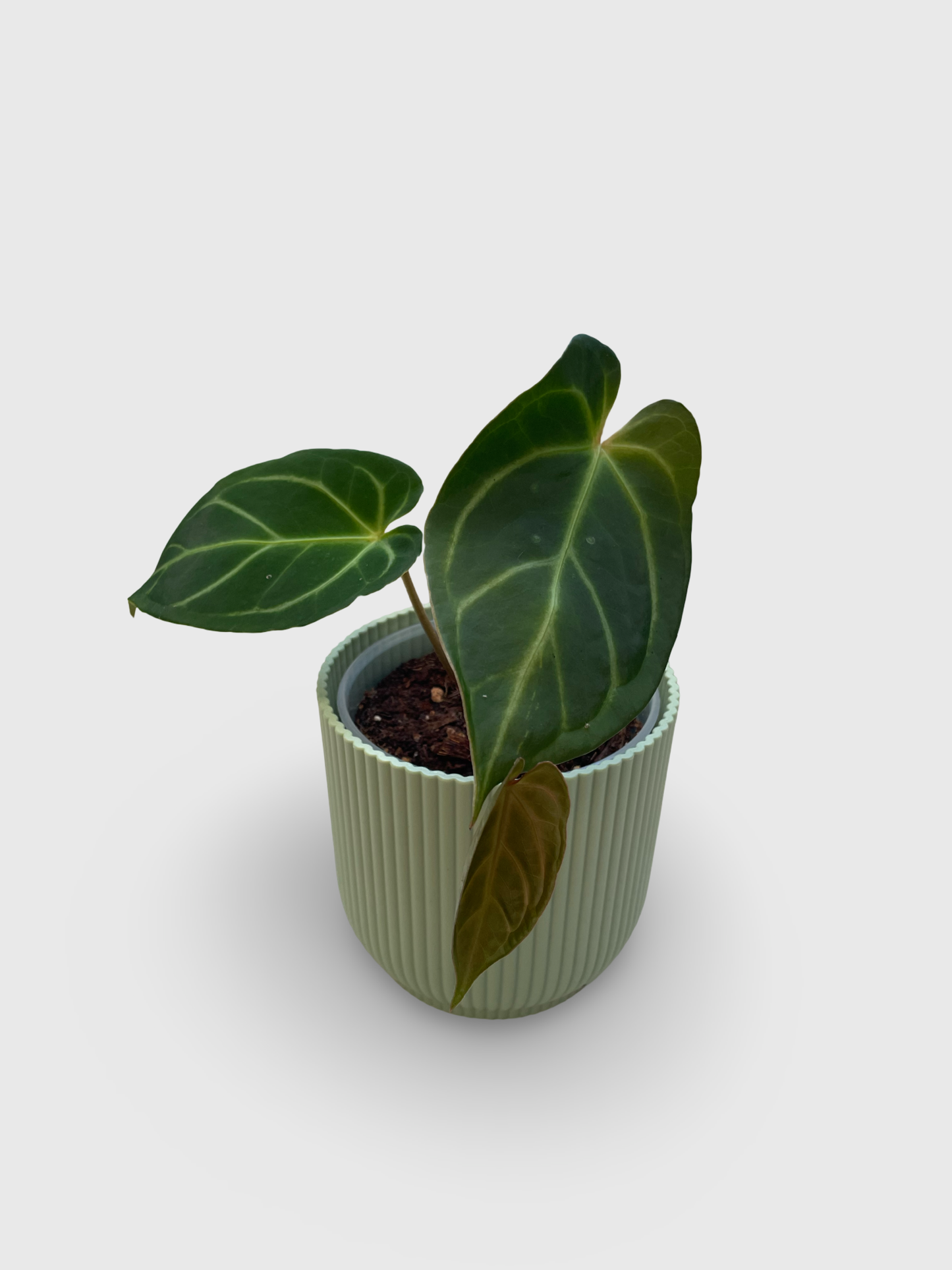 Anthurium Crystallinum X Magnificum
