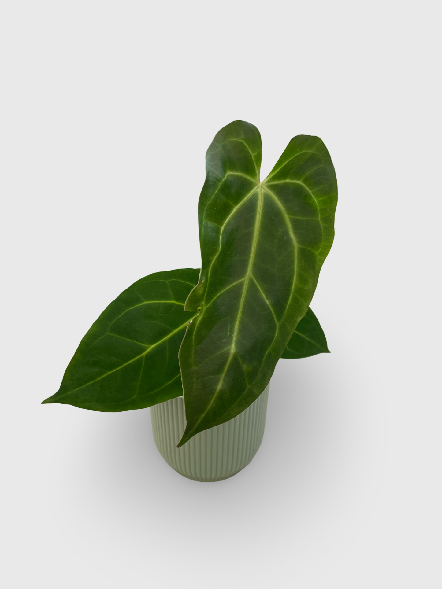 Anthurium Crystallinum X Magnificum