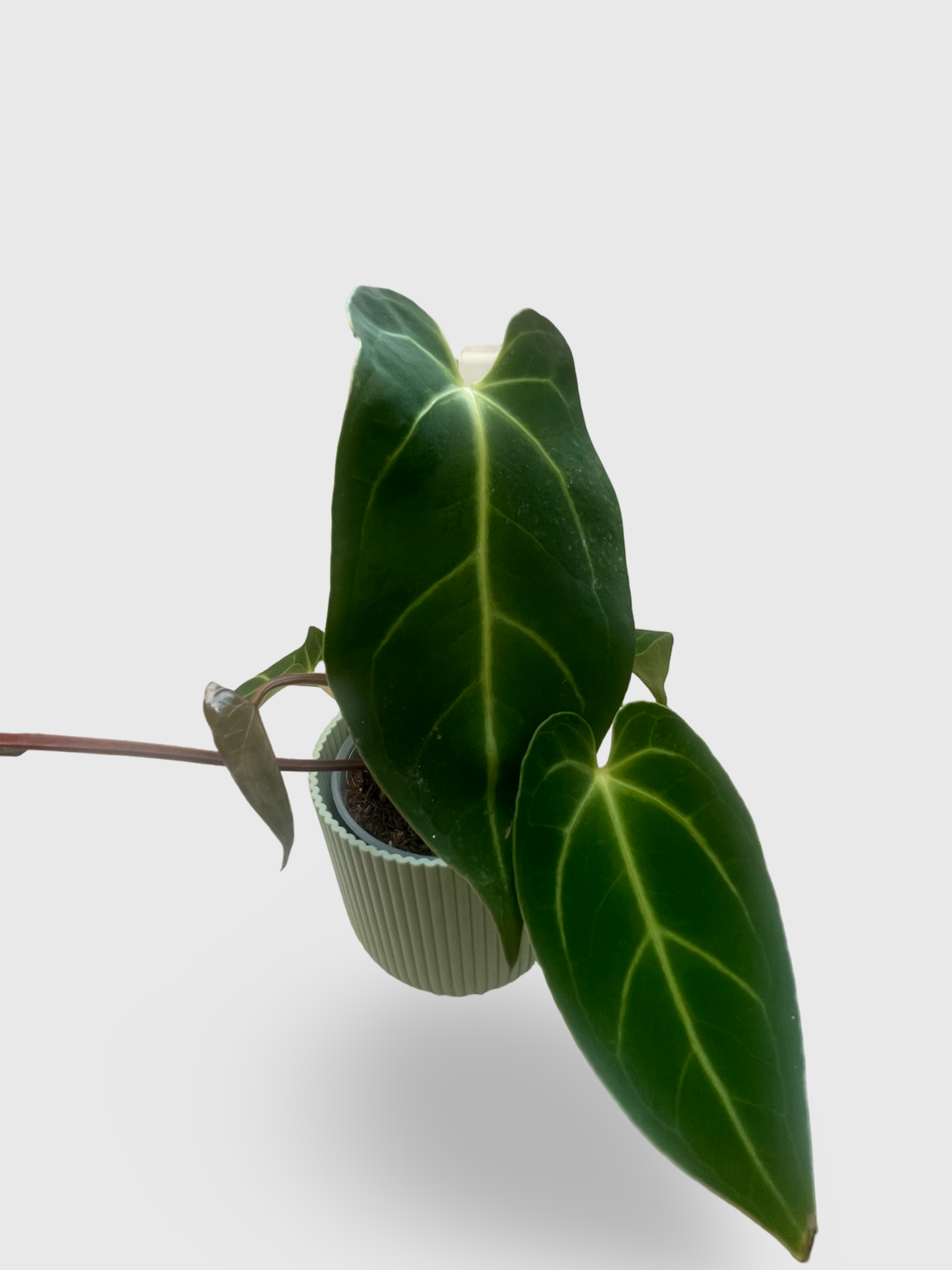 Anthurium Crystallinum X Magnificum