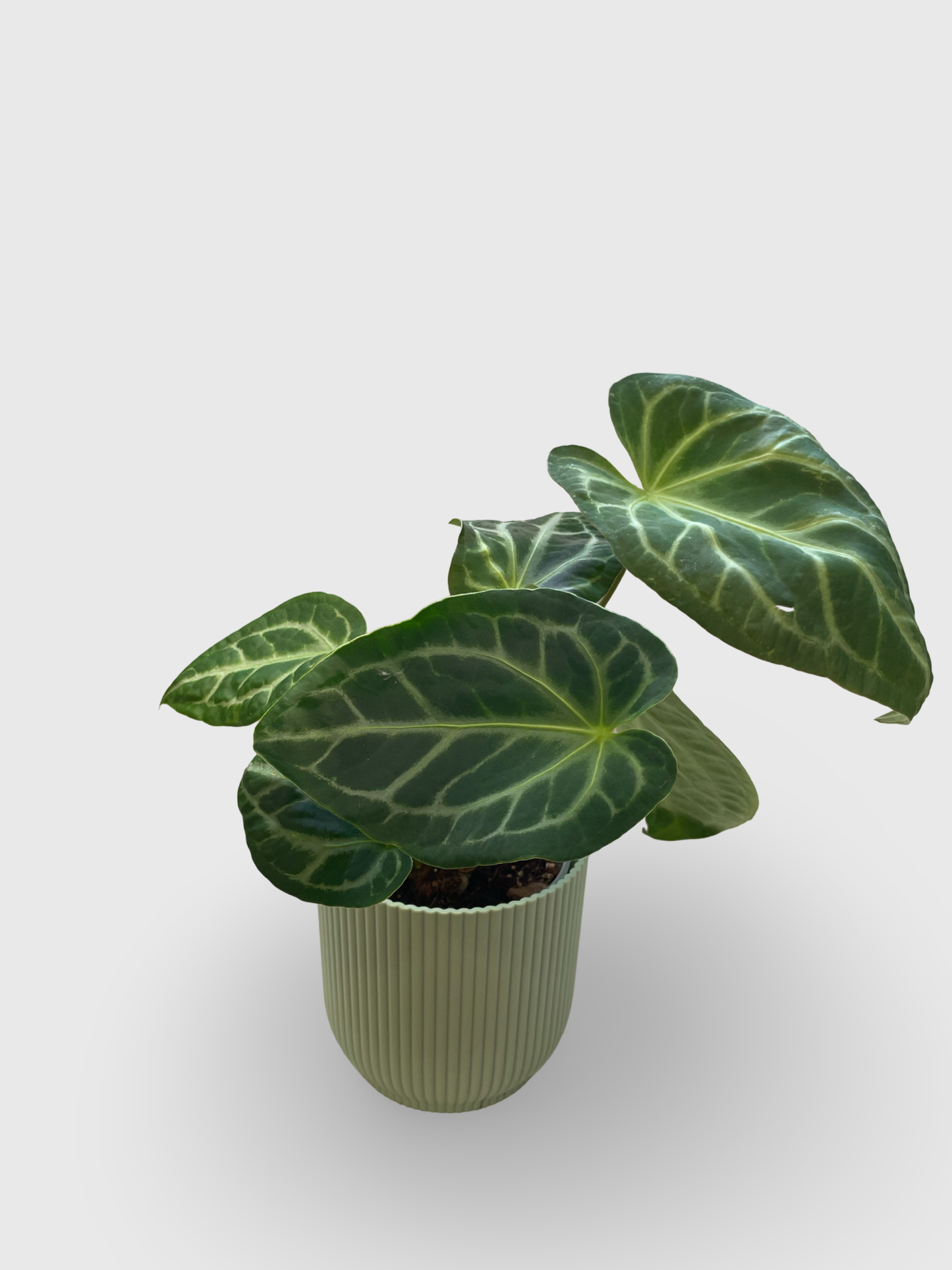 Anthurium Crystallinum X Magnificum
