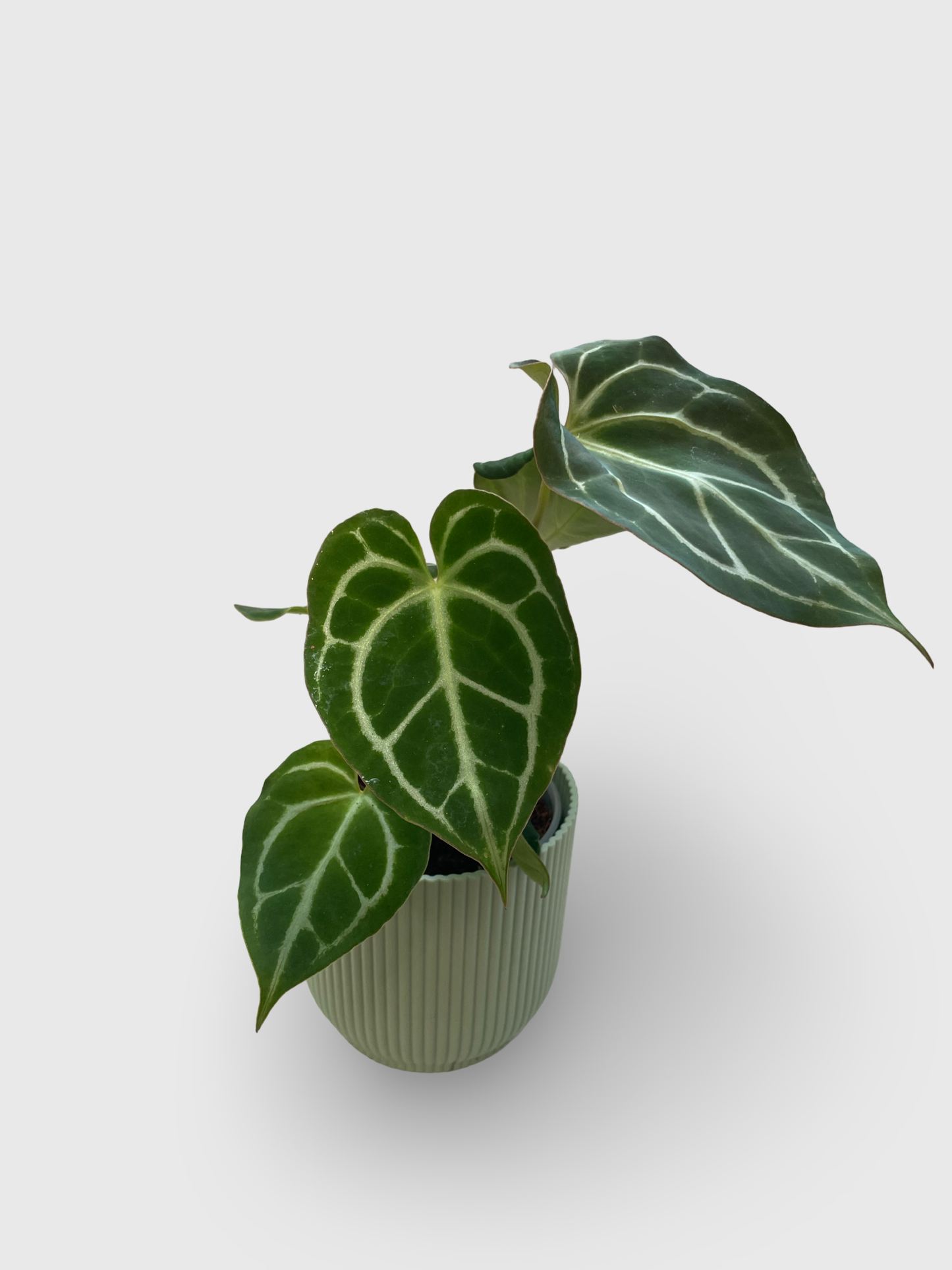 Anthurium Crystallinum X Magnificum