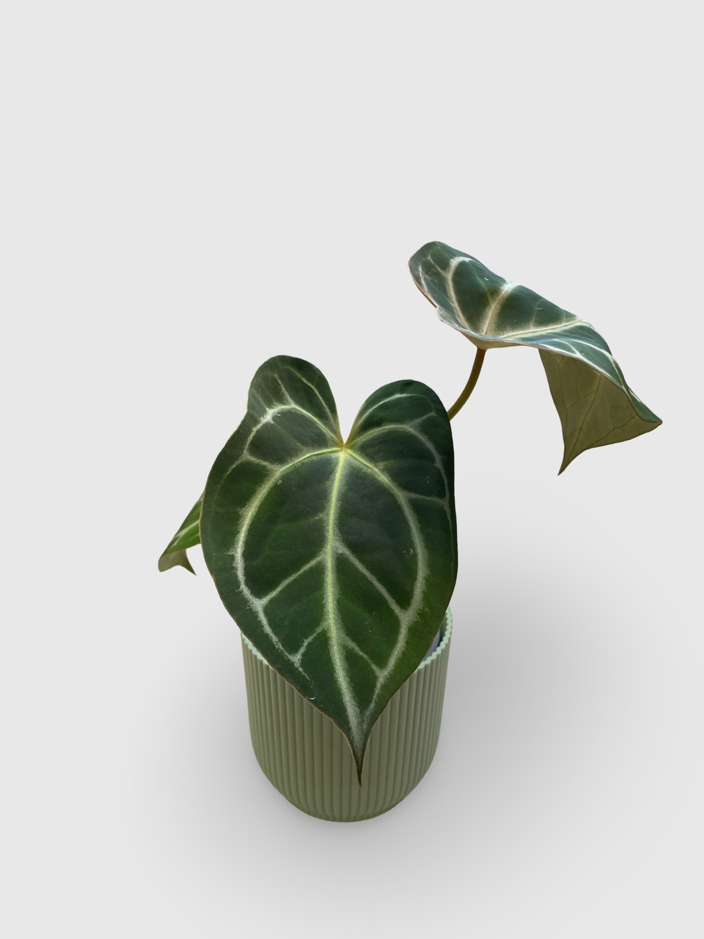 Anthurium Crystallinum X Magnificum